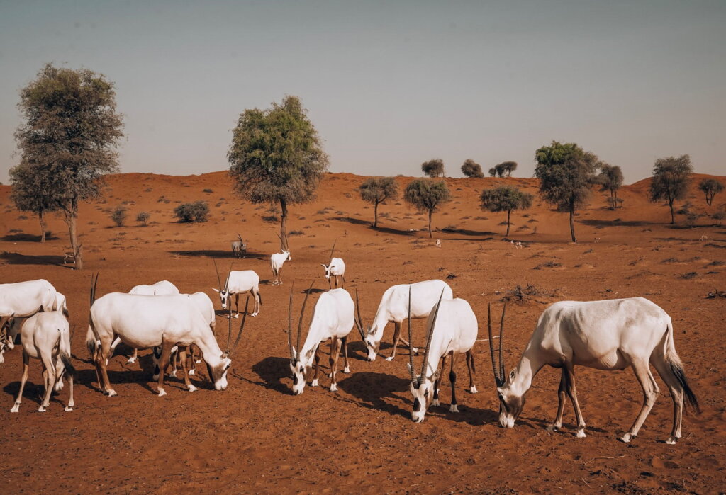 Arabian Oryx eating breakfast at Al Wadi Desert - one of the best Places to Visit in Ras Al Khaimah.