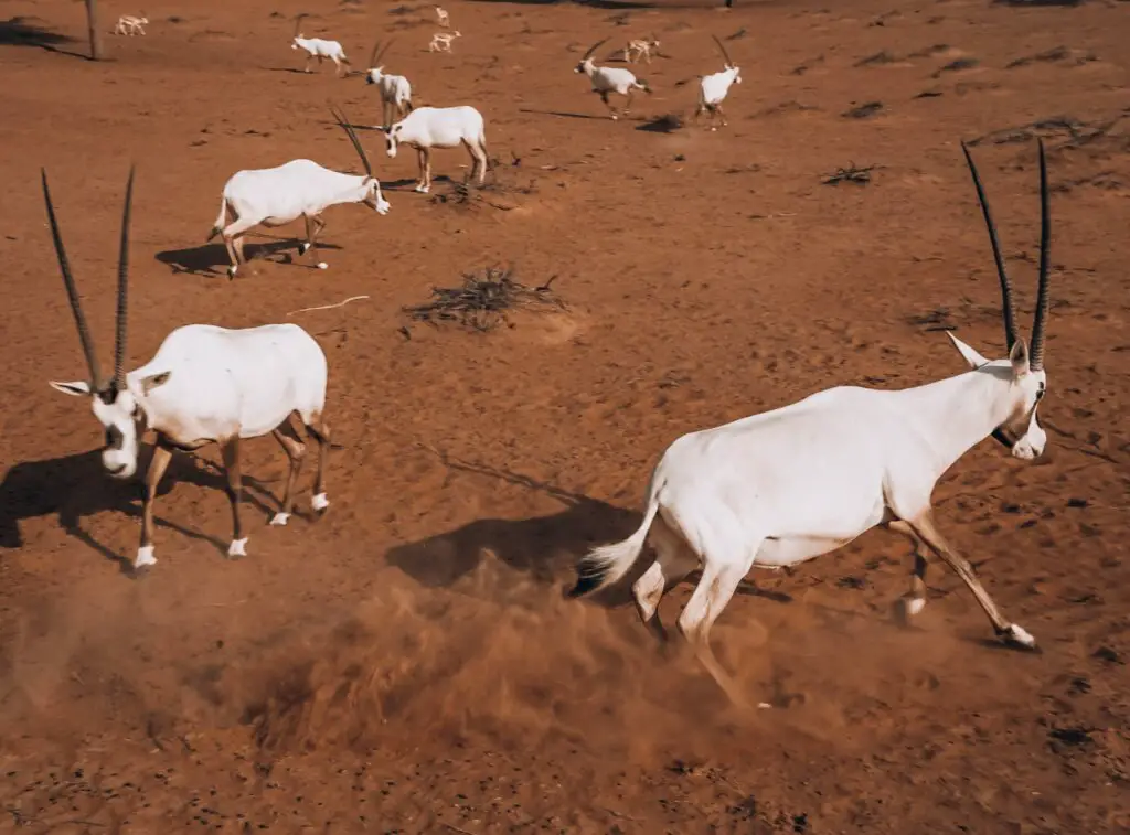 Two Arabian Oryx in a scuffle with several others behind them - Where to See Oryx in Dubai & RAK, UAE .