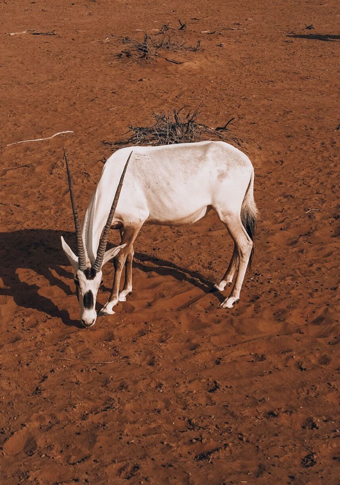 One solo Arabian Oryx in Ras al Khaimah's al Wadi Reserve- Where to See Oryx in Dubai & RAK, UAE .