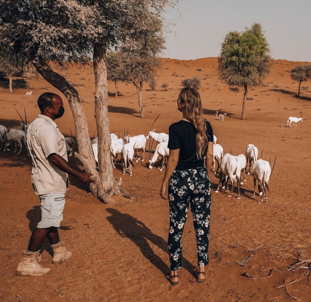 Monica learning all about the Oryx at Al Wadi Reserve Desert - Where to See Oryx in Dubai & RAK, UAE.