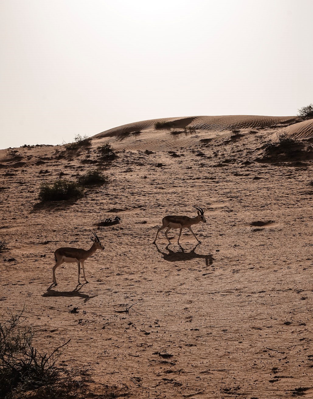 Where to See Oryx in Dubai & RAK, UAE - This Rare Earth