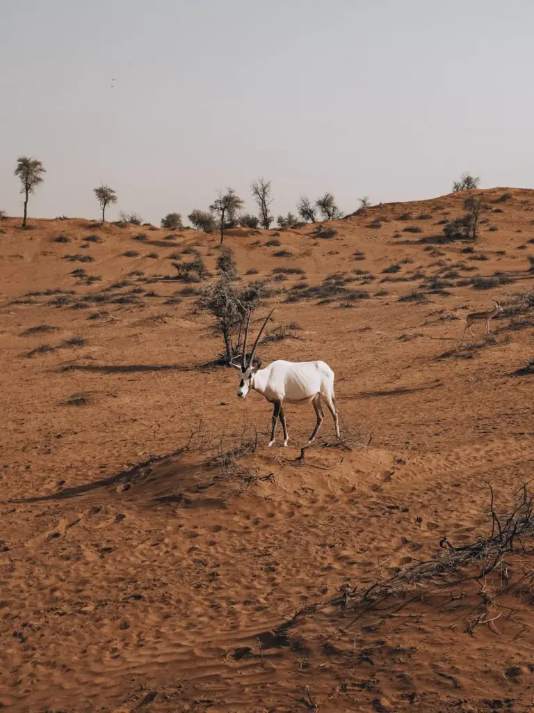 Where to See Oryx in Dubai & RAK, UAE - This Rare Earth