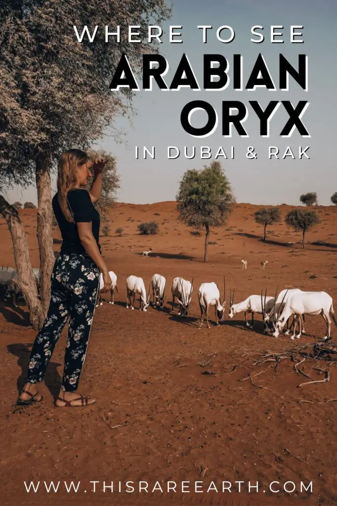 Where to See Oryx in Dubai & RAK, UAE Pinterest pin.