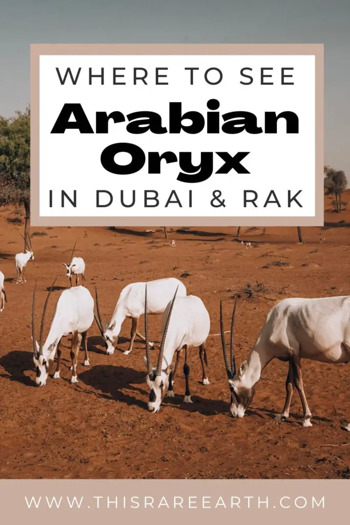 Where to See Oryx in Dubai & RAK, UAE Pinterest pin.