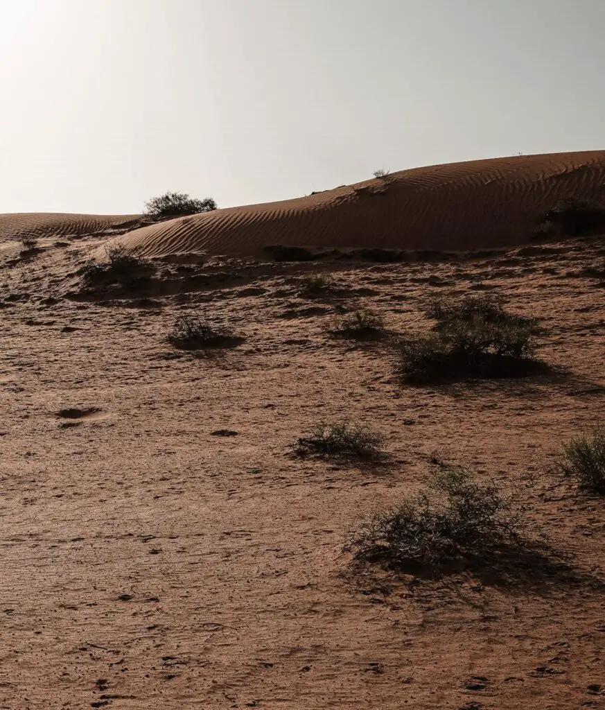 The wild desert after sunrise - Where to See Oryx in Dubai & RAK, UAE.