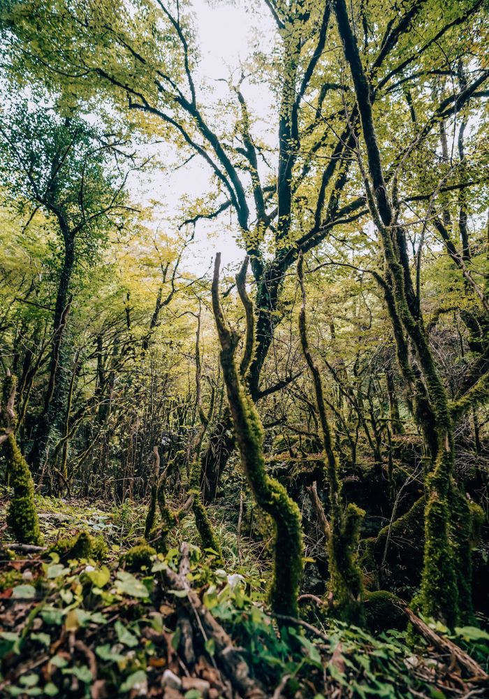 Lush green moss and leaves growing in Martvili Canyon, Georgia.