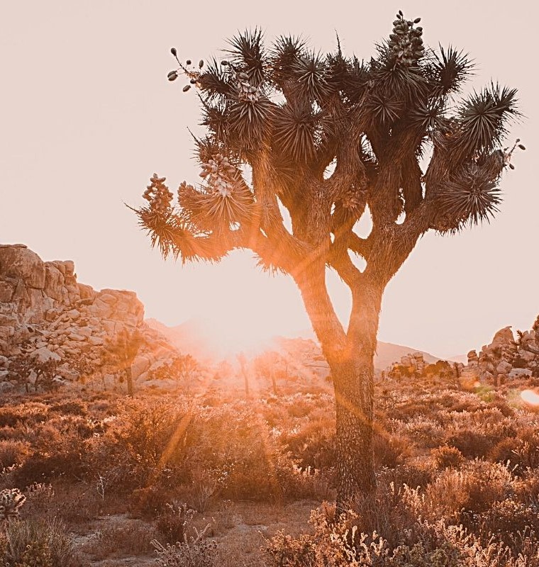 The bright sun shining behind a Joshua Tree plant on A San Diego to Joshua Tree Road Trip.