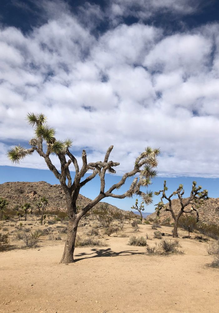 The bright desert sun in Joshua Tree National Park.