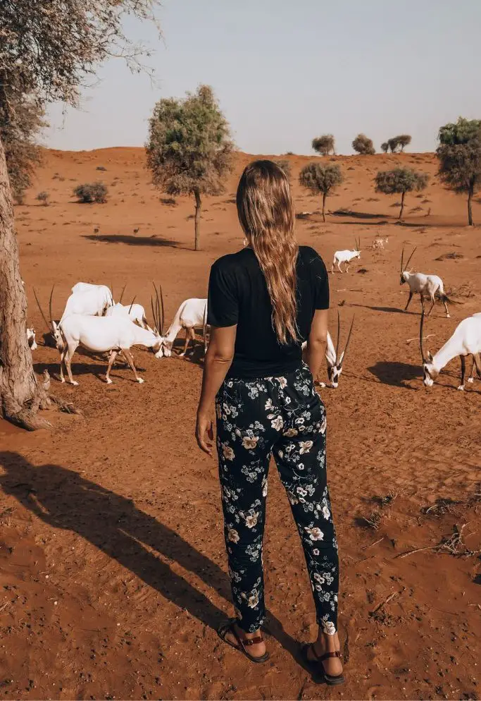 Monica watching the Arabian Oryx int he UAE - What desert is Dubai in? Is Dubai a Desert?