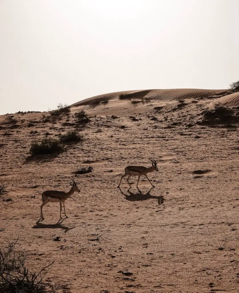 Two gazelle in the UAE desert.