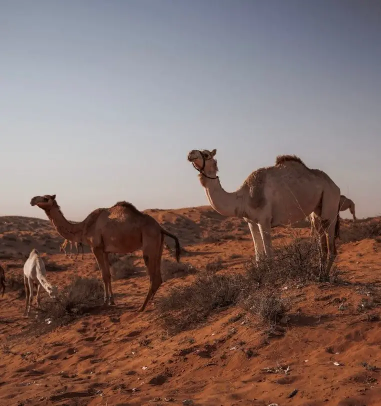 Camels in the Dubai Desert - What desert is Dubai in? Is Dubai a Desert?
