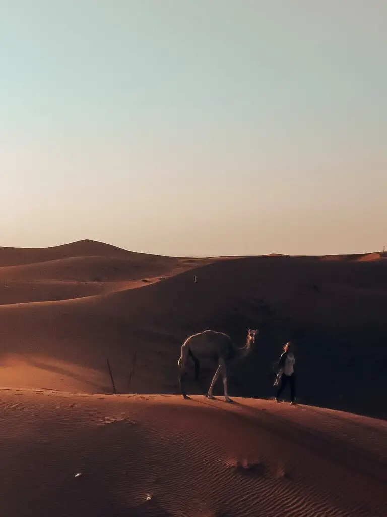 Monica walking with a camel at sunset -  What desert is Dubai in? Is Dubai a Desert?