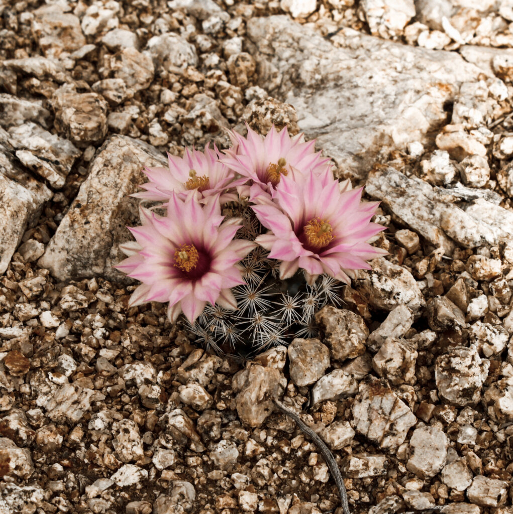 A small barrel cactus with pink blooms - a sight you'll see on your Los Angeles and Joshua Tree road trip.