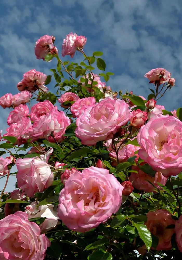 Pastel pink roses at the Kaunas Botanical Garden, one of the best Things to do in Kaunas Lithuania.