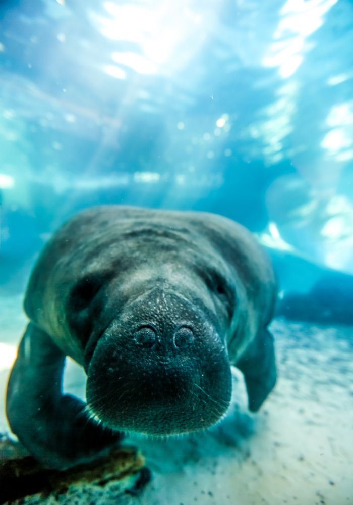 A manatee seen while snorkeling Peanut Island, FL.