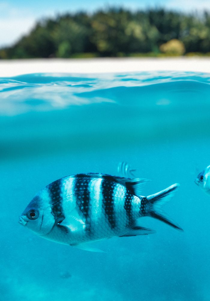 Fish seen while snorkeling Peanut Island Florida.