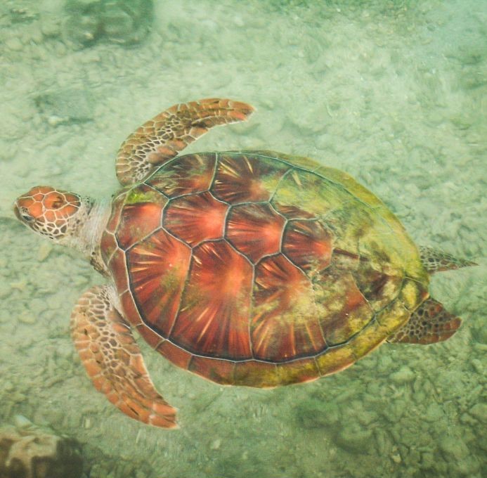 A sea turtle underwater in Moorea, one of the best Things To see in Moorea, French Polynesia.