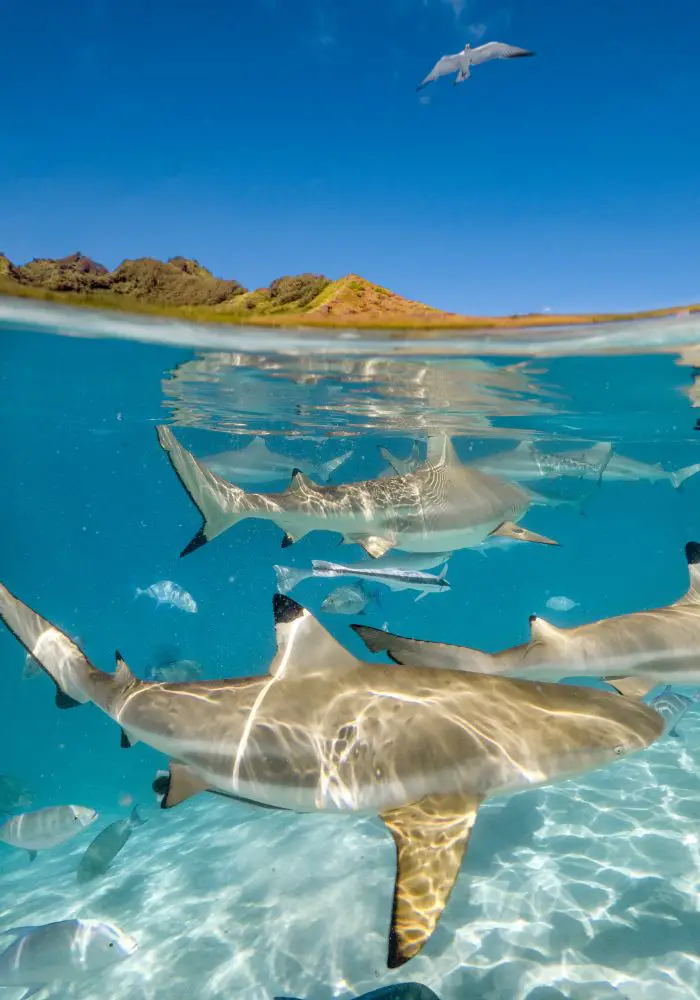 Swimming with reef sharks, one of the best Things To Do in Moorea, French Polynesia.