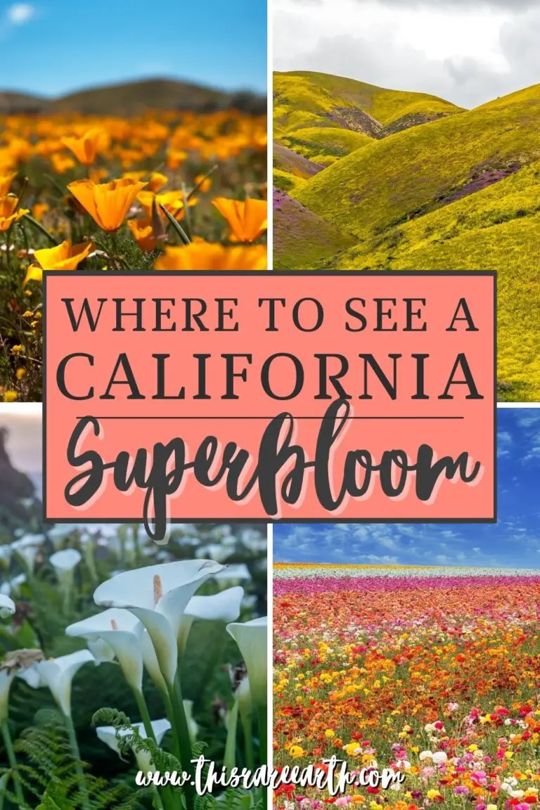 Where To See The California Superbloom in 2023 This Rare Earth
