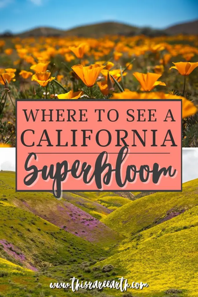 California superbloom Pinterest pin.