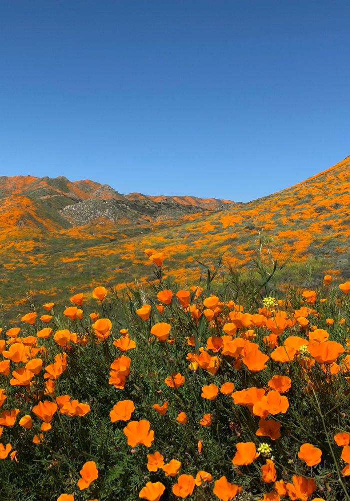 Orange poppies in superbloom in California.