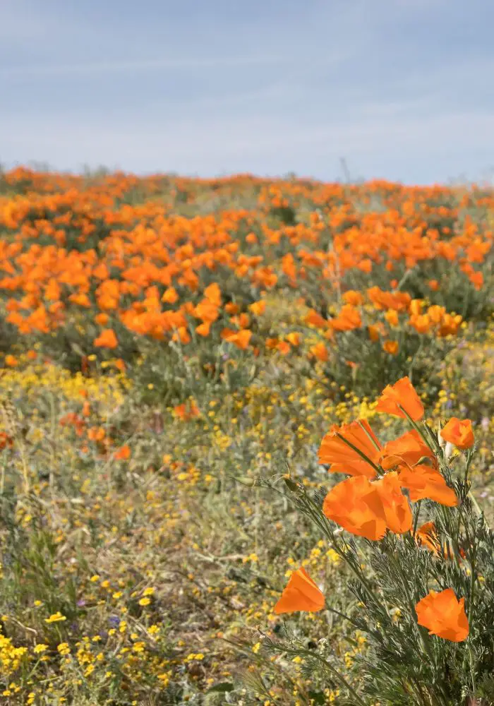 Poppies in California superbloom at the Antelope Valley Reserve.