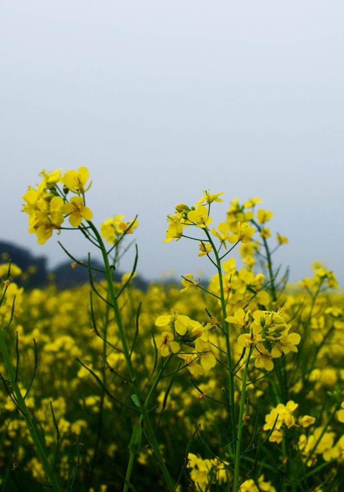 The yellow mustard superbloom at Briones Regional Park in California.