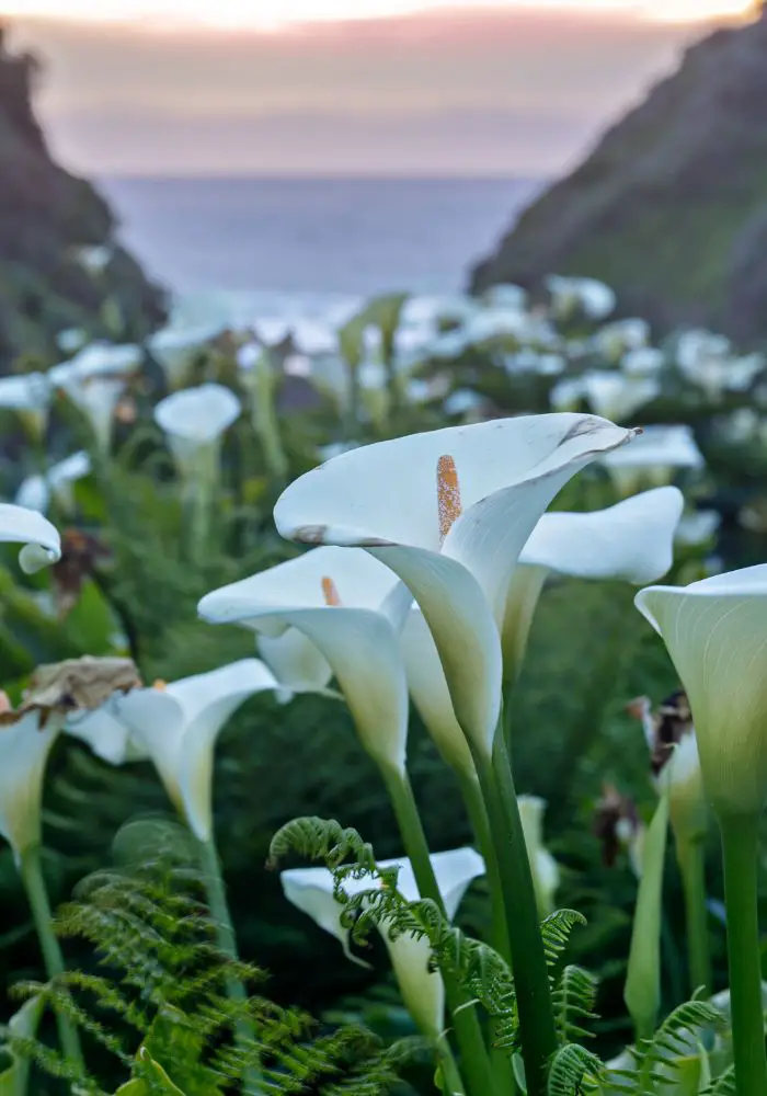 The Calla Lily Valley in northern California's superbloom.