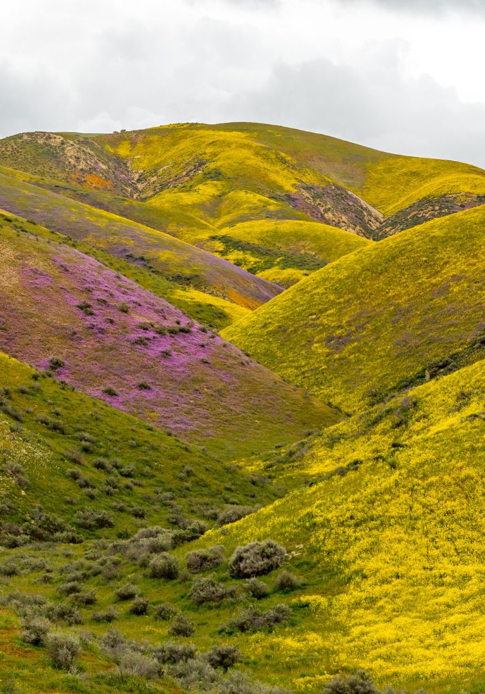 Carrizo Plains superbloom in California.