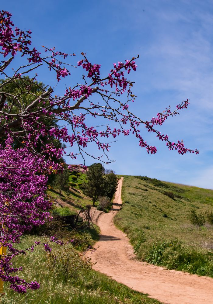 The Chino Hills State Park superbloom in Califronia.