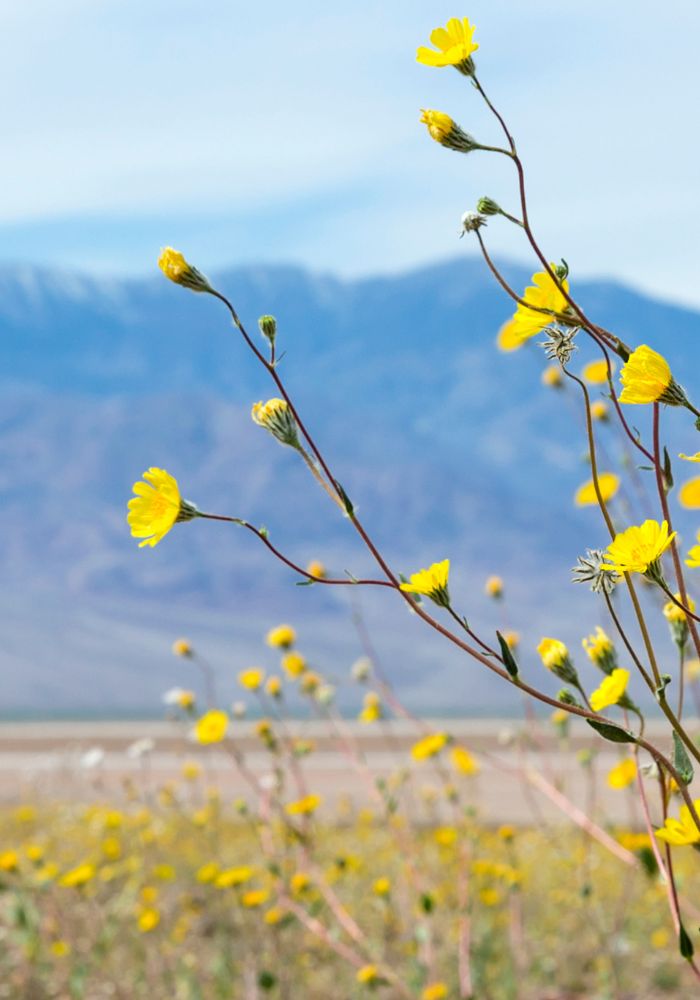 Death Valley National Park, California superbloom.