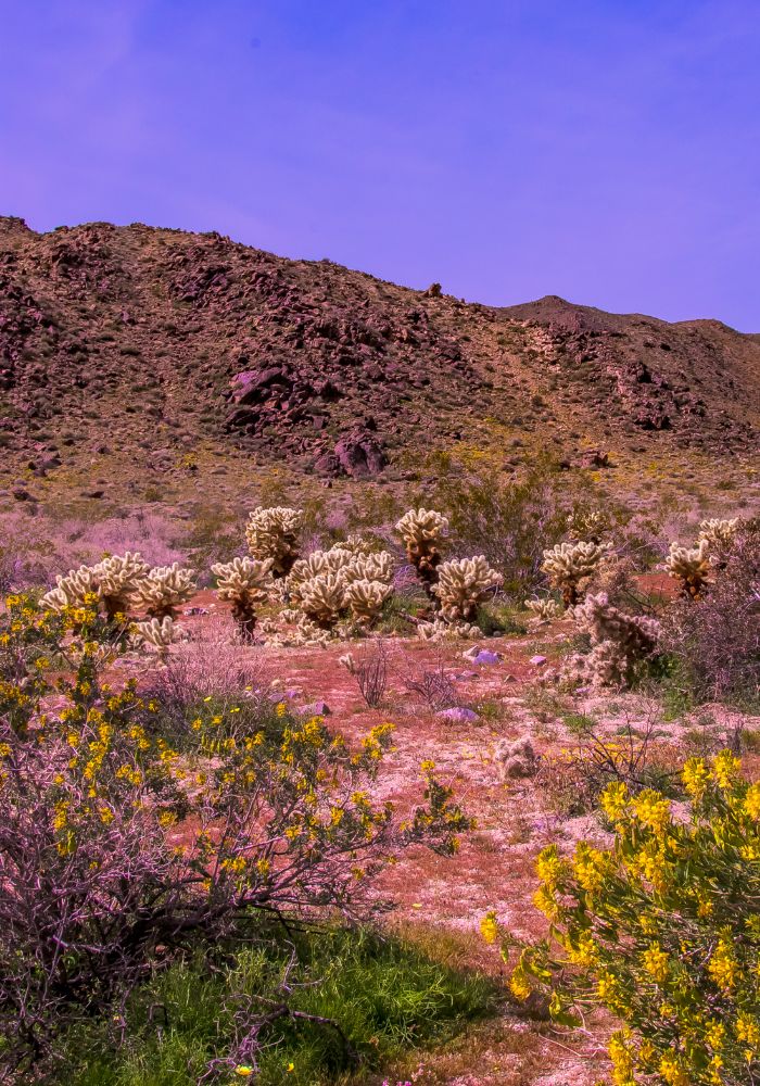 The Joshua Tree National Park California superbloom.