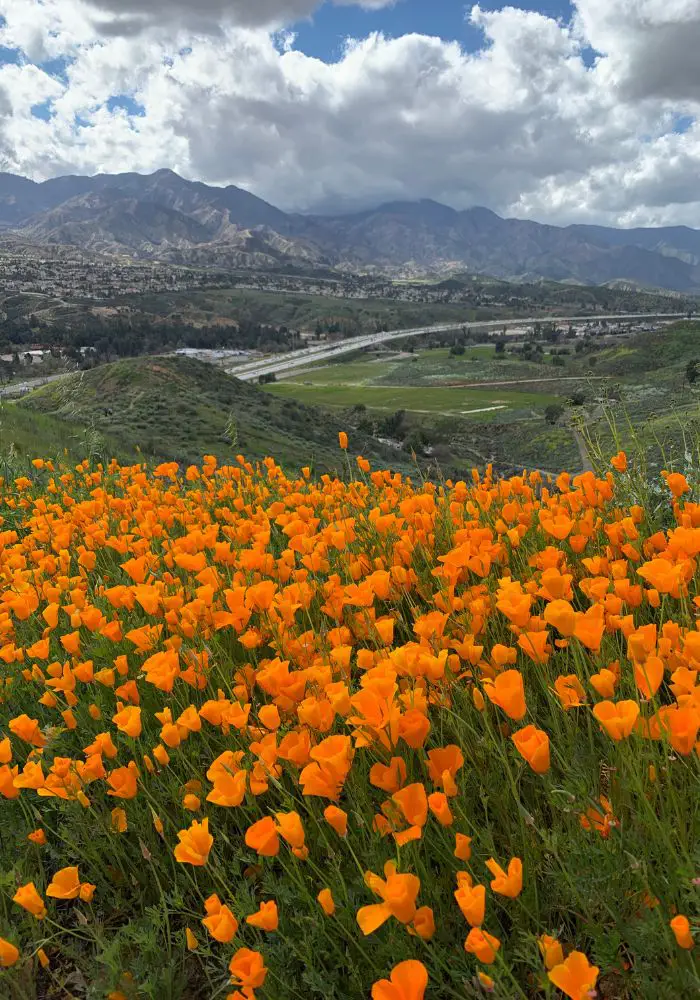 Orange California poppies superbloom at Walker Canyon.