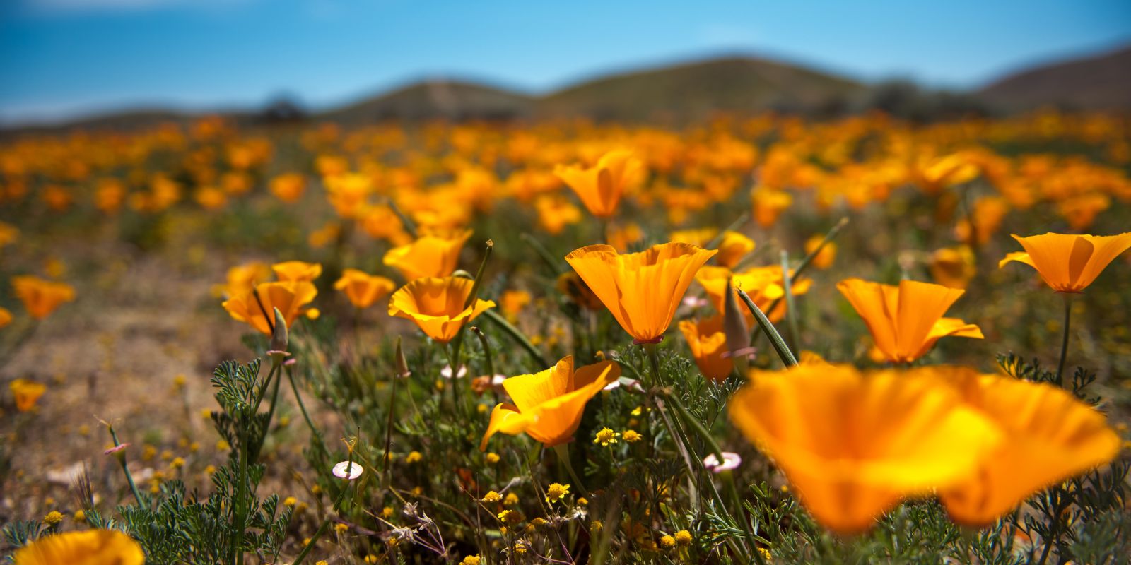 Superbloom Northern California 2025