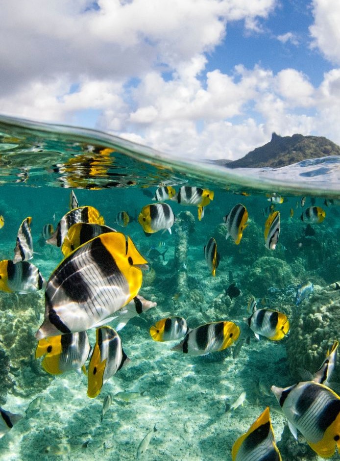 underwater colorful fishes at Coco Beach Moorea.