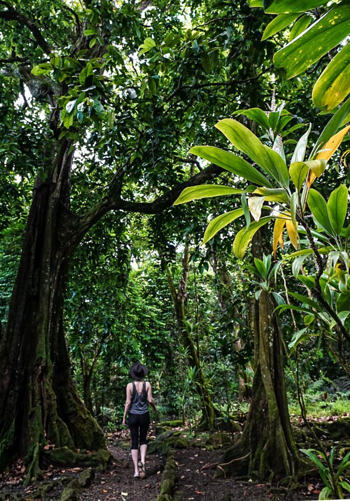 Monica hiking Three Pines Pass, one of the best Moorea hikes, next to tall tropical trees .