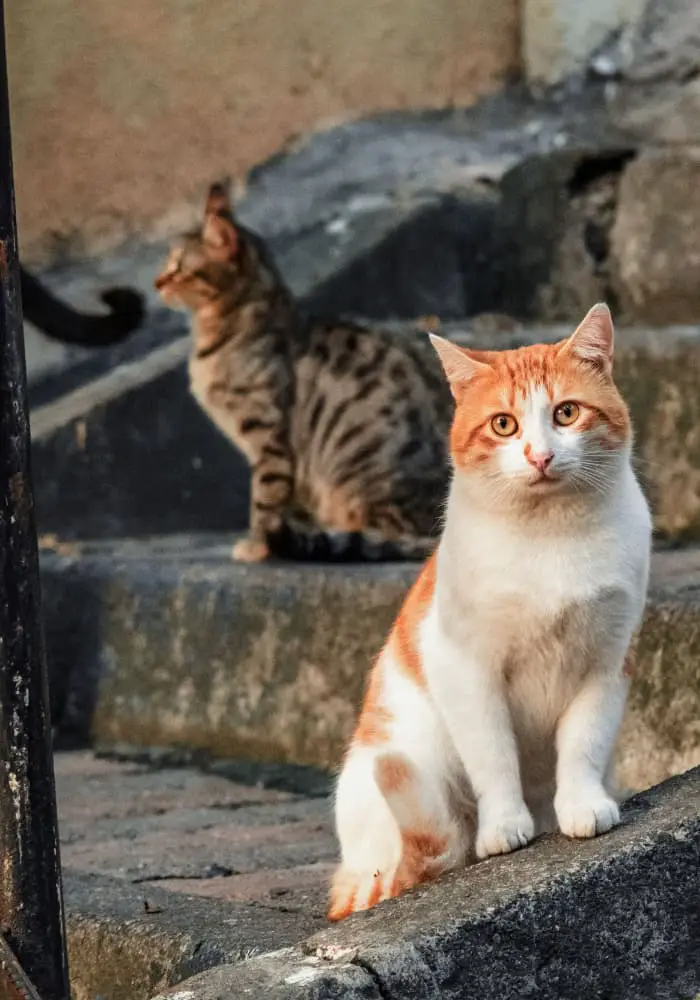 Turkish street cats in Istanbul.