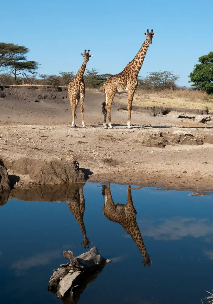 Two giraffes, some of the Tanzania animals I saw in Serengeti National Park.