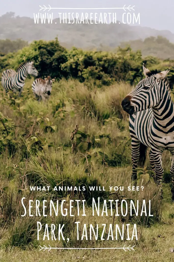 Serengeti National Park, Tanzania: Animals To See Pinterest pin.