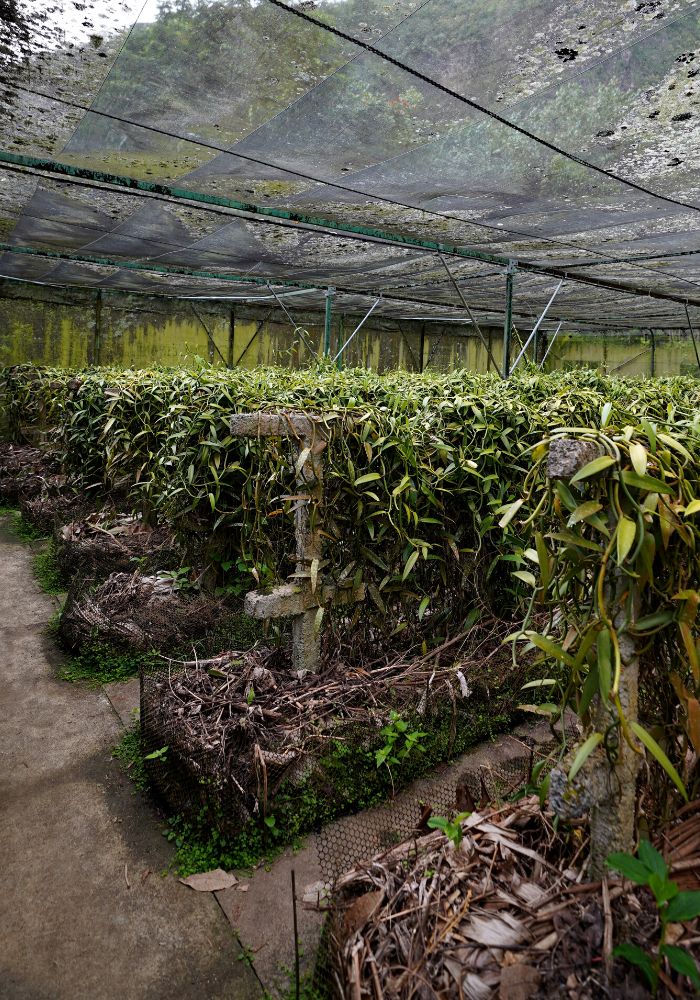 Visiting the vanilla plants, one of Things To Do in Moorea, French Polynesia.