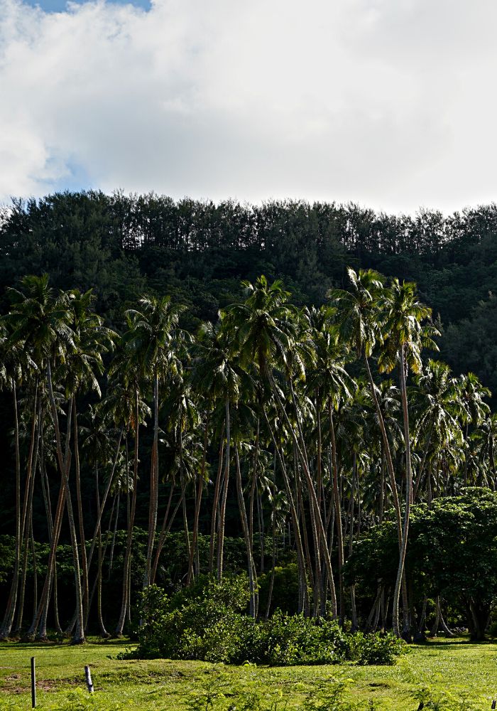 Tall palm trees on the lush island of Moorea.