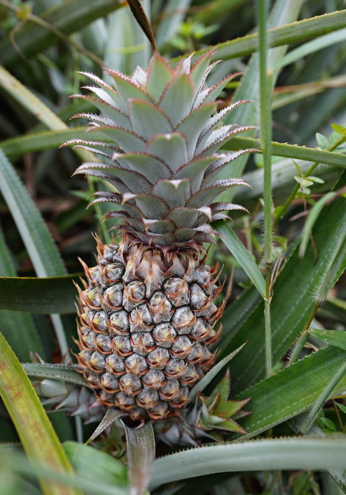 The pineapple plantations, one of the best places to visit in Moorea, French Polynesia.