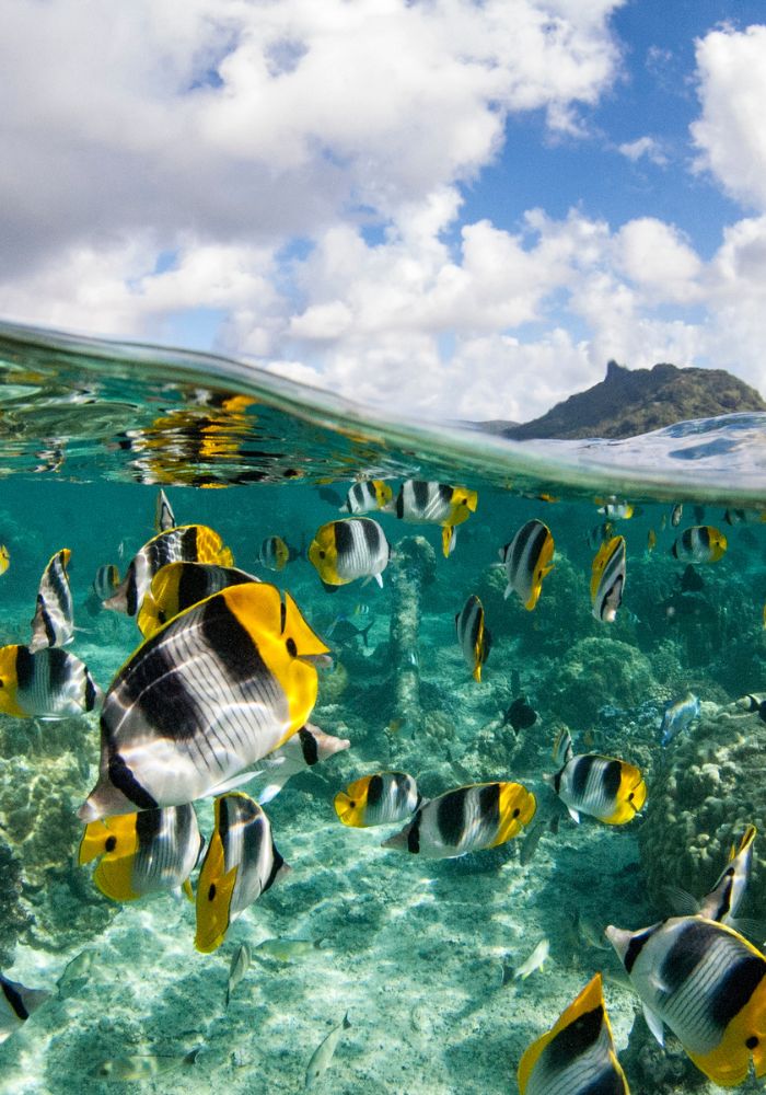 Snorkeling underwater with colorful yellow fish, one of Things To Do in Moorea, French Polynesia.