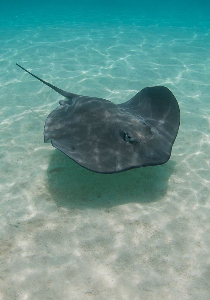 A large stingray underwater, one of the best things to see in Moorea.