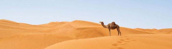 A lone camel on orange sand dunes - United Arab Emirates travel guide.