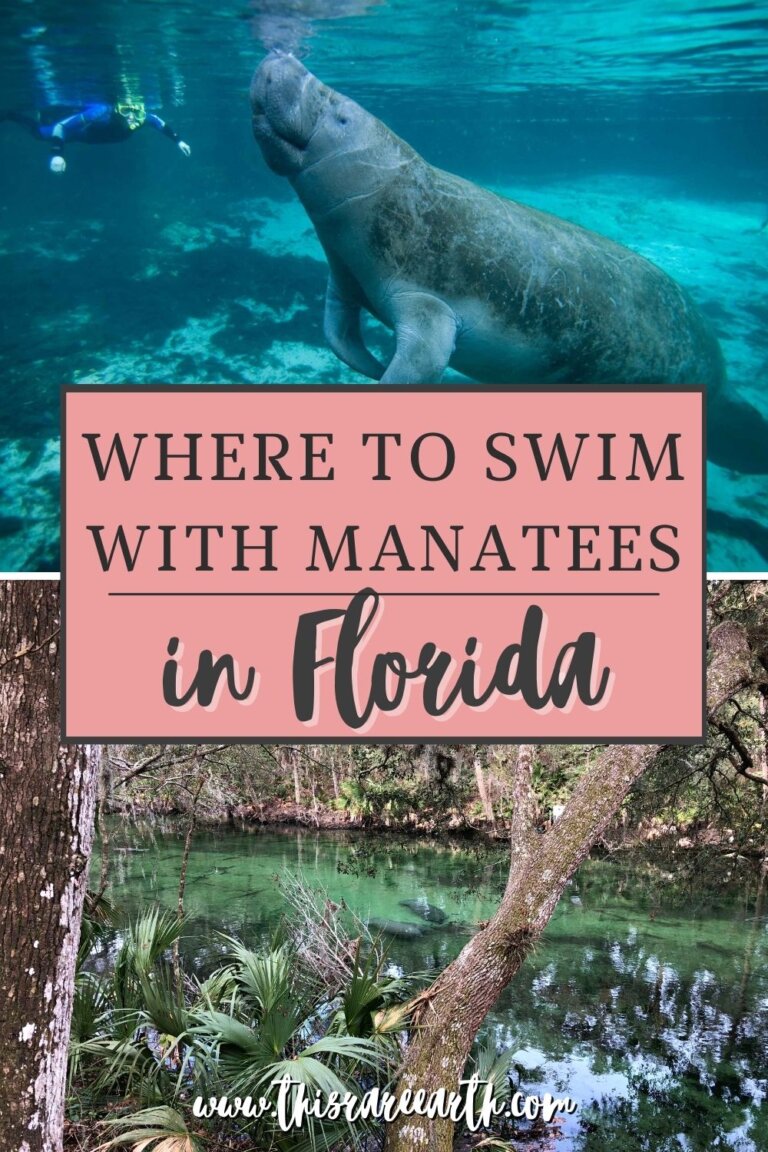 Where To Swim With Manatees In Florida (Legally!) - This Rare Earth