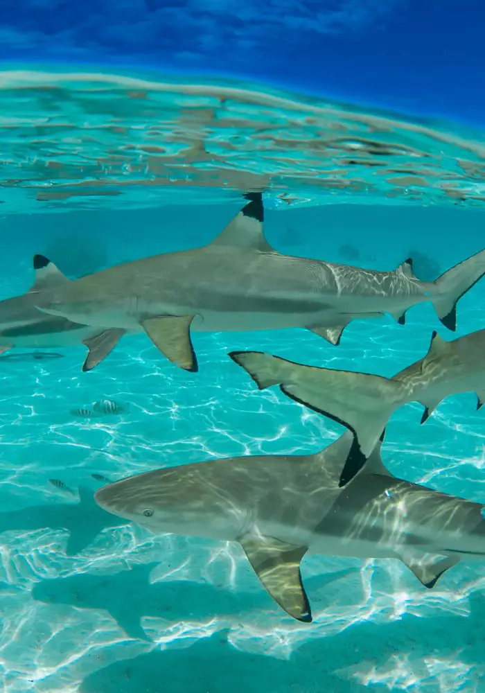 Reef sharks seen at Coco Beach, one of The Best Places to Snorkel in Moorea.
