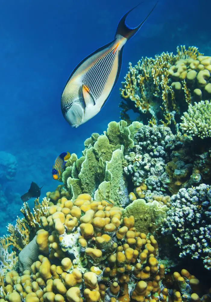 A colorful reef seen snorkeling Moorea.