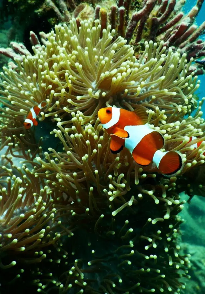 Colorful clownfish seen while snorkeling Moorea.