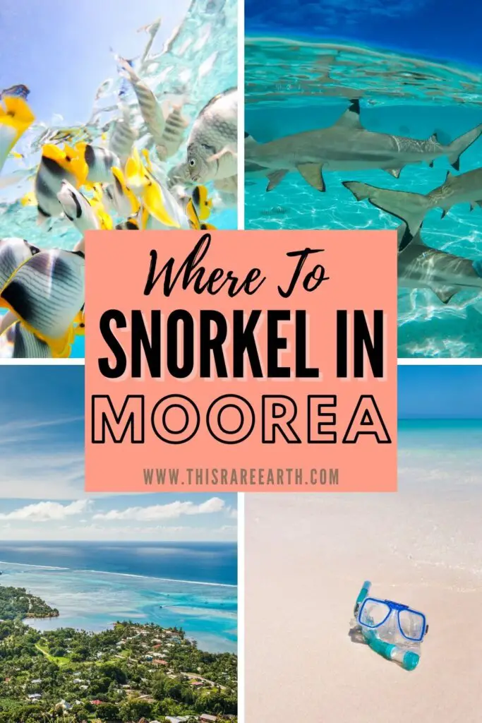 The Best Places to Snorkel in Moorea Pinterest pin.